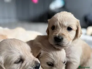 Golden Retriever dogs Stunning Litter of Golden Retriever Puppies 🤍 - Advert 3