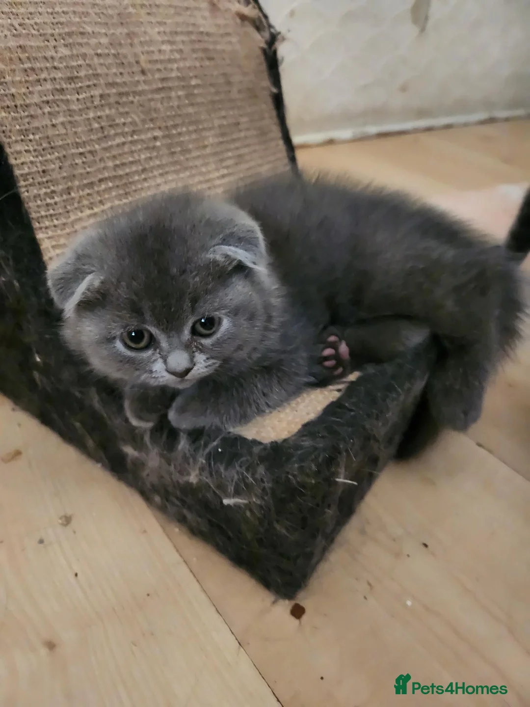 British Shorthair cats for sale: Brithish shorthair kittens  - Advert 20