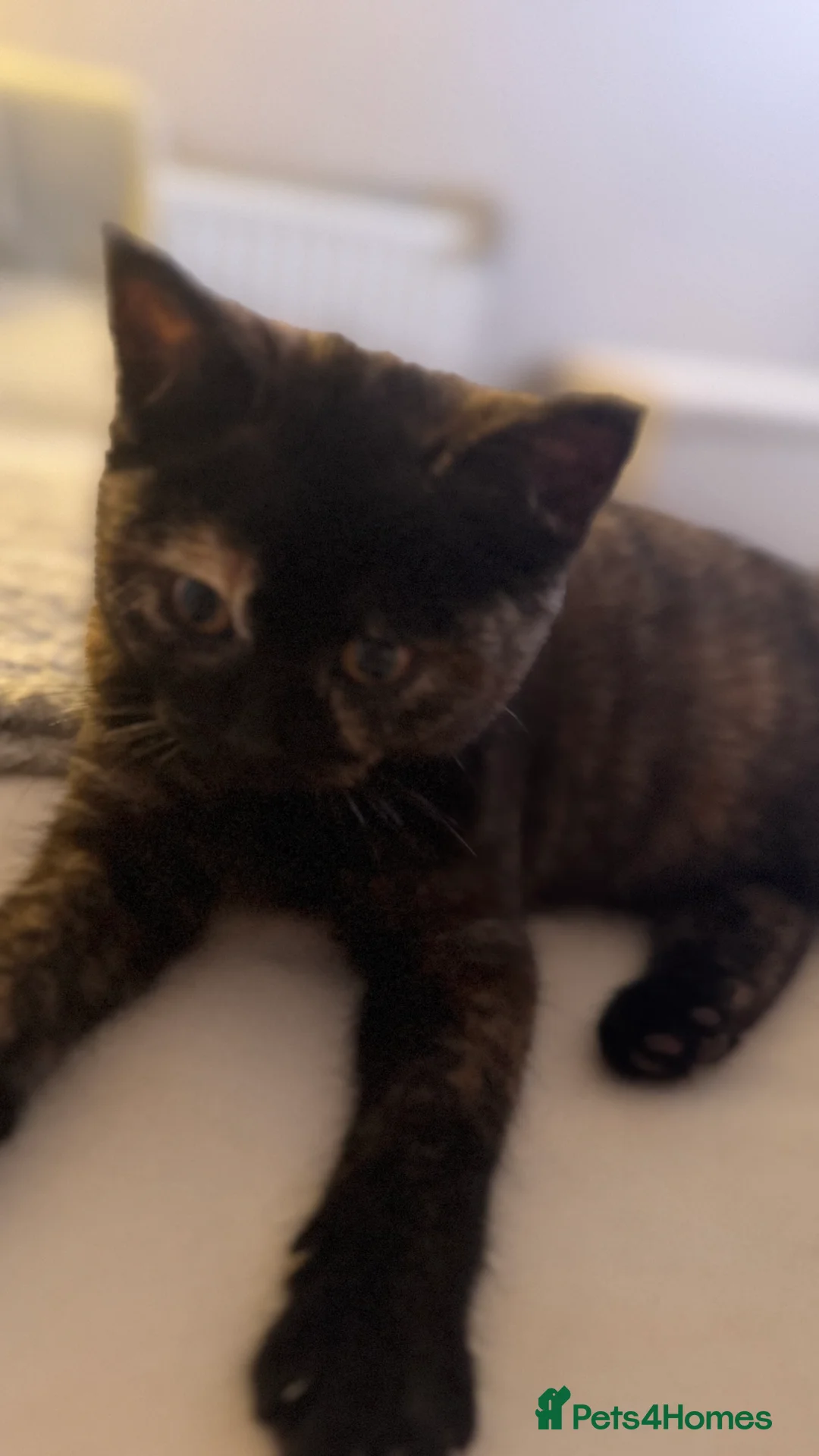 British Shorthair cats for sale: Pebbles female British shorthair  - Advert 2