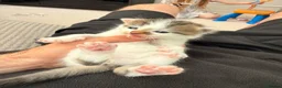 Maine Coon cats for sale: Maine coon cross kittens  - Advert 6