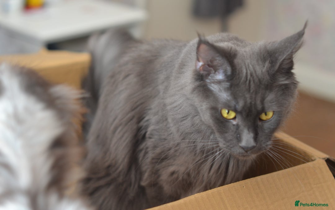 Maine Coon cats for sale: Tica Registered Maine Coon Kittens *ready now* - Image 20