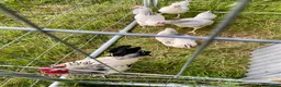 Chickens poultry for sale: Large Fowl Light Sussex Breeding Chicken 5 Birds - Advert 3