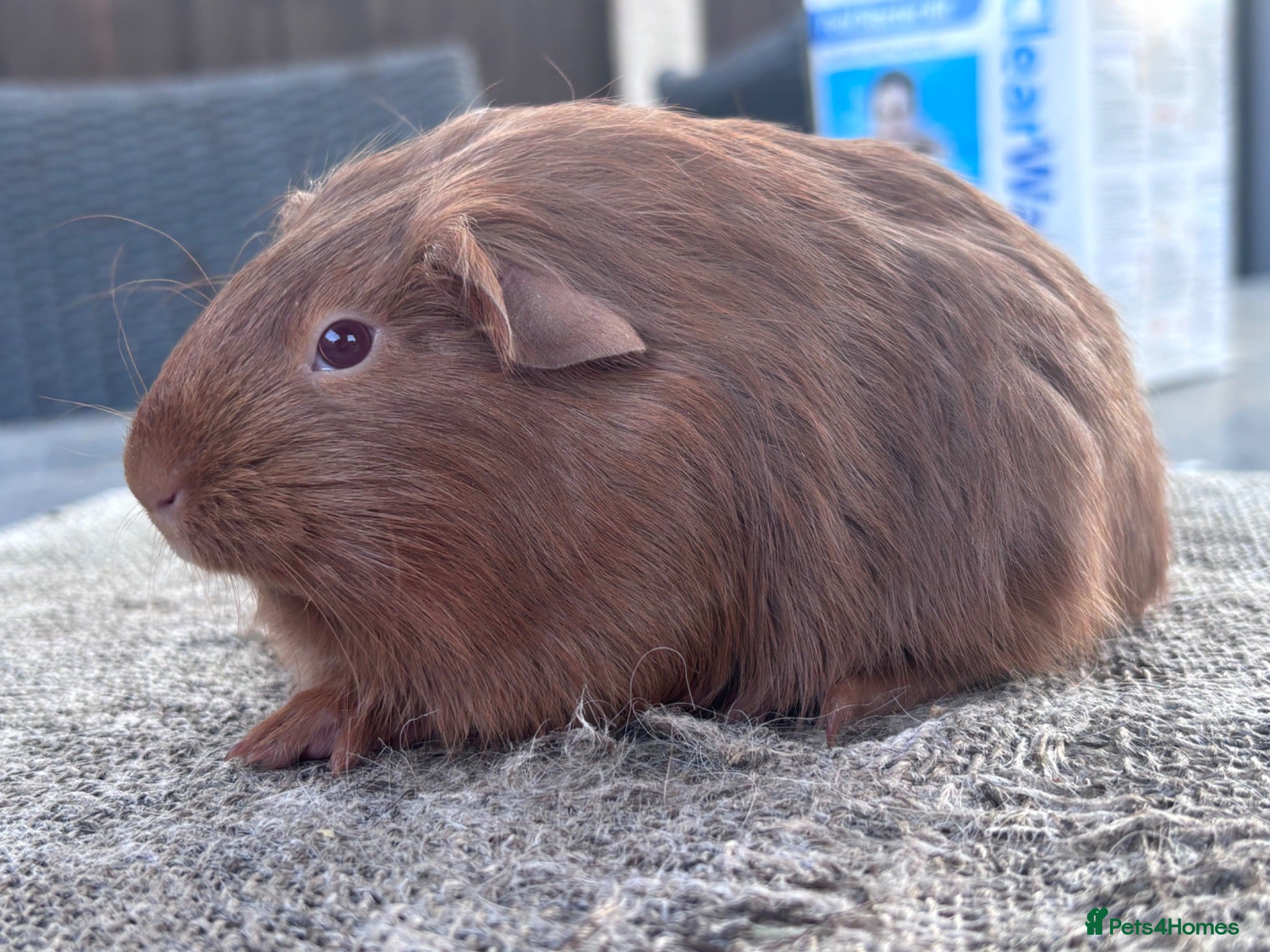 Guinea Pig rodents Boar and Sow  - Advert 2