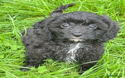 Cavapoo dogs for sale: Cavapoo F1 pups health tested parents  - Image 7