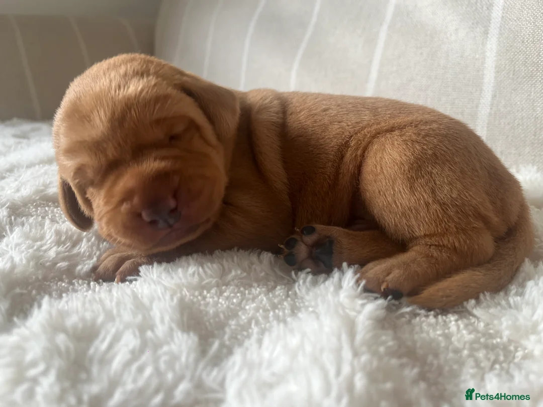 Labrador Retriever dogs for sale: 🌟 5 Star KC Registered FOX RED & YELLOW Labradors - Advert 26