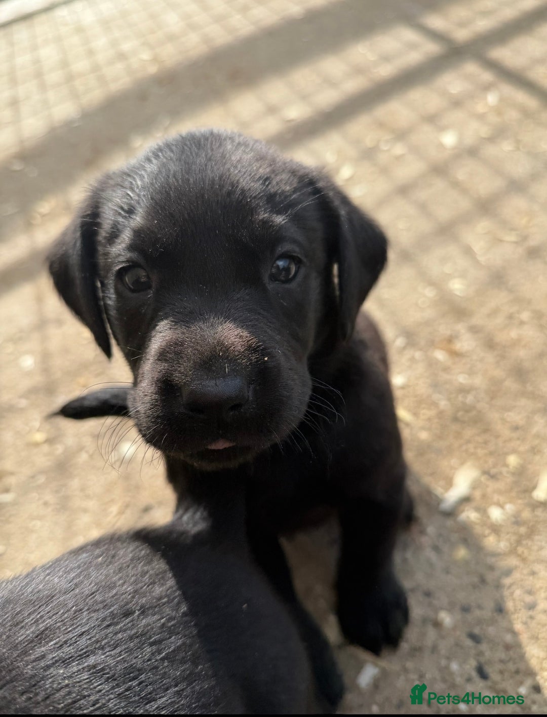 Labrador Retriever dogs for sale: KC reg. Health clear. Labrador puppies  - Advert 5