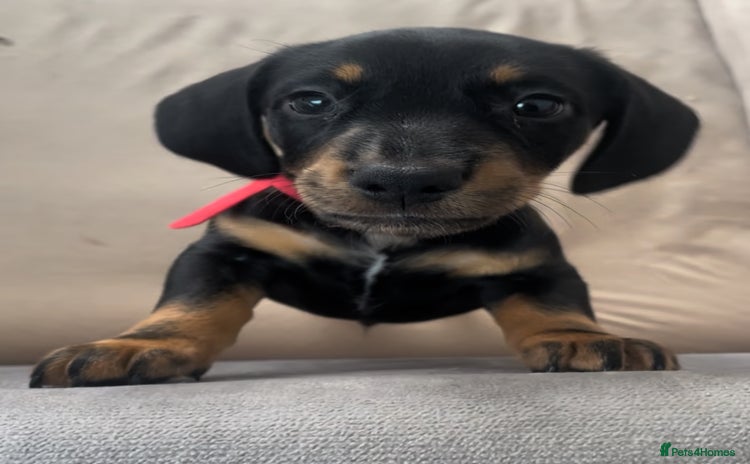 Miniature Dachshund dogs - Advert 1
