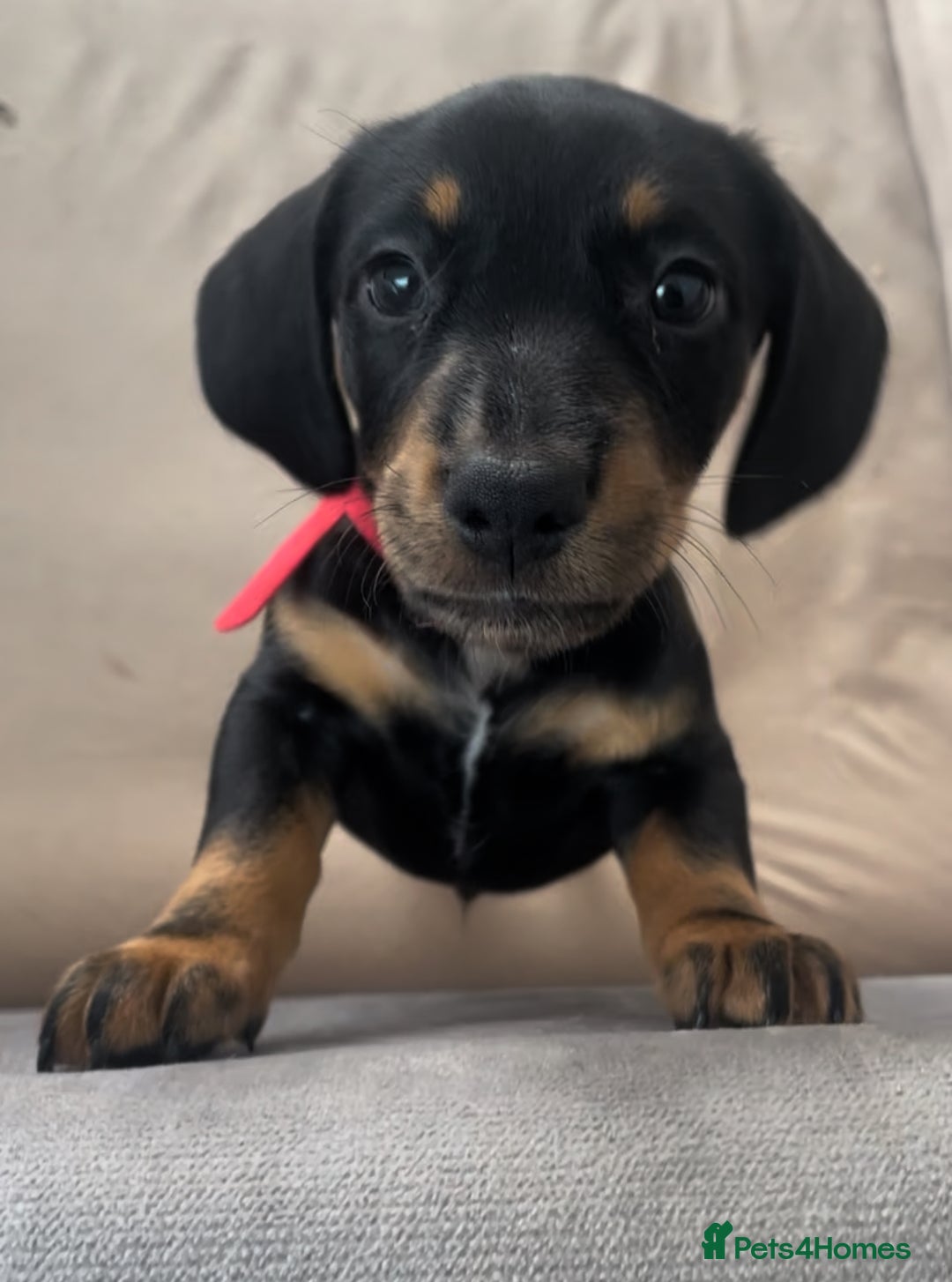Miniature Dachshund dogs for sale: Ready for new homes Mini Dachshund  - Image 1