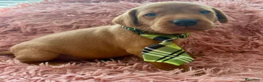 Labrador Retriever 1