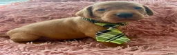 Labrador Retriever dogs for sale: KC Reg Labradors from Fully Health tested parents - Advert 12