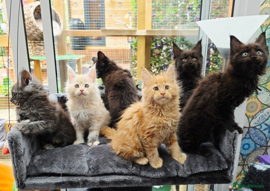 Maine Coon cats for sale: Black smoke pedigree Maine Coon in Kettering - Image 16