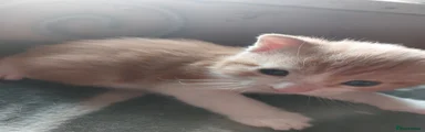 Mixed Breed Kitten 1