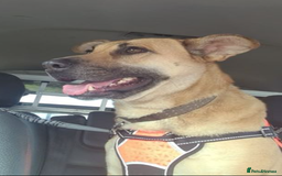 German Shepherd dogs for adoption: Kerry - the unluckiest dog at 2nd Chance - Image 10