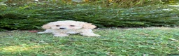 Poochon dogs for sale: Gorgeous F1 Poochon puppies - Advert 14