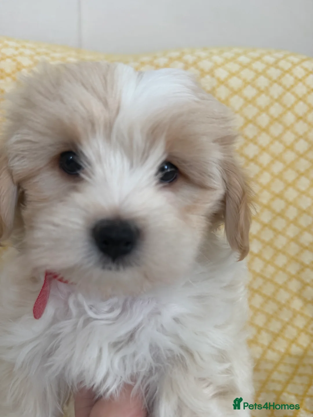 Maltipoo dogs for sale: Beautiful happy health tested Maltipoo fur babies  - Advert 10