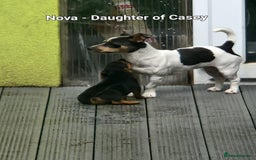 Jack Russell dogs for sale: Pure Jack russell puppies. Ultra-Rare colored.  - Advert 27