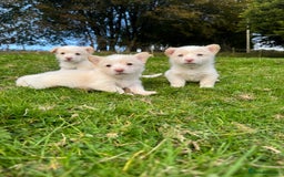Welsh Corgi Pembroke dogs for sale: Beautiful Registered Pembroke Corgis - Image 11