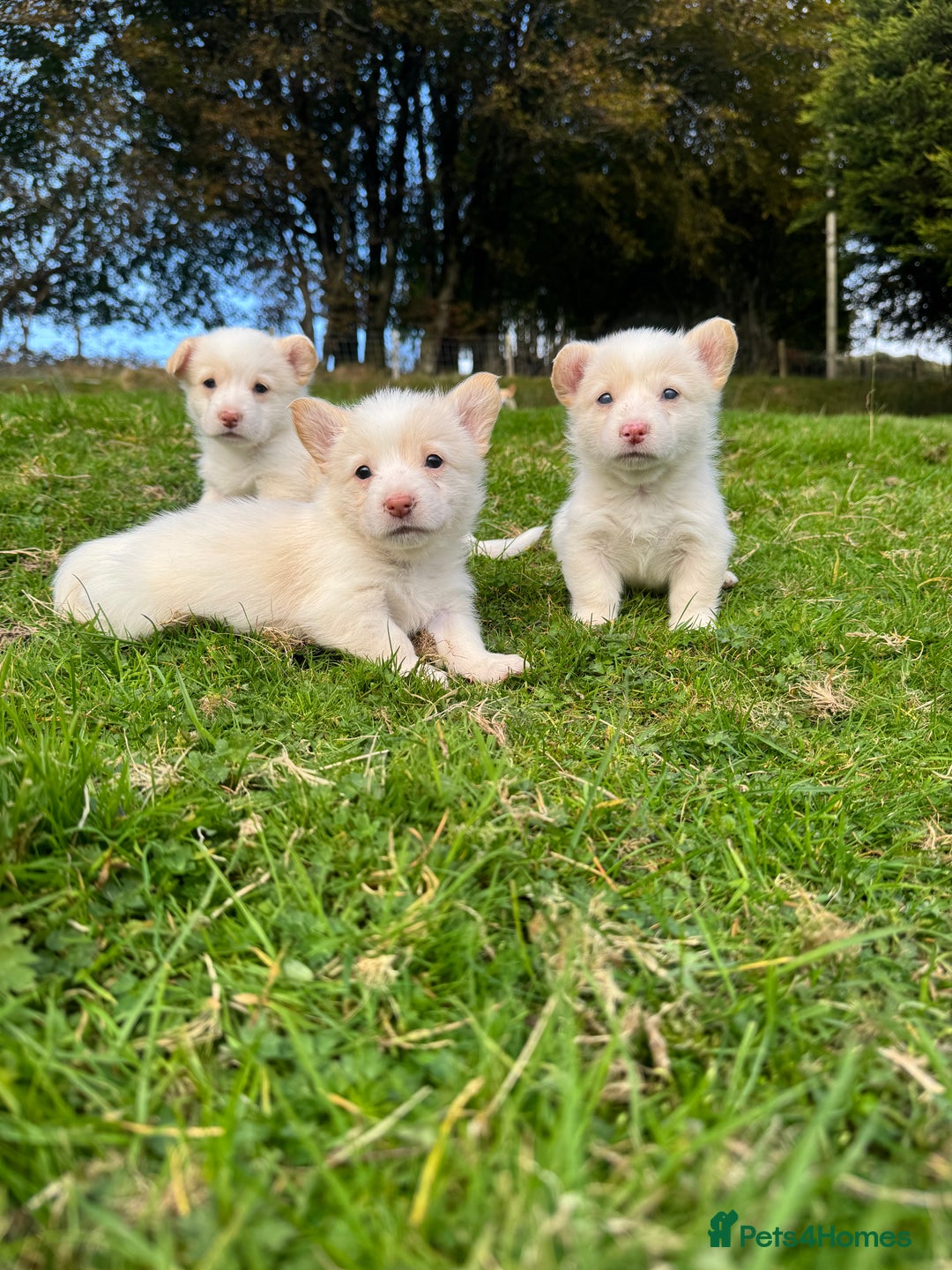 Welsh Corgi Pembroke dogs for sale: Beautiful Registered Pembroke Corgis - Image 11