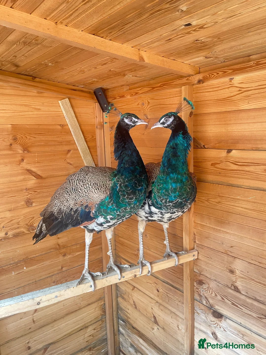 Peafowl poultry for sale: 2 Indian Blue Peacocks For Sale  in Blackburn - Advert 2
