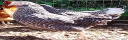 Chickens poultry for sale: Chickens for sale - variety of colours - Advert 8