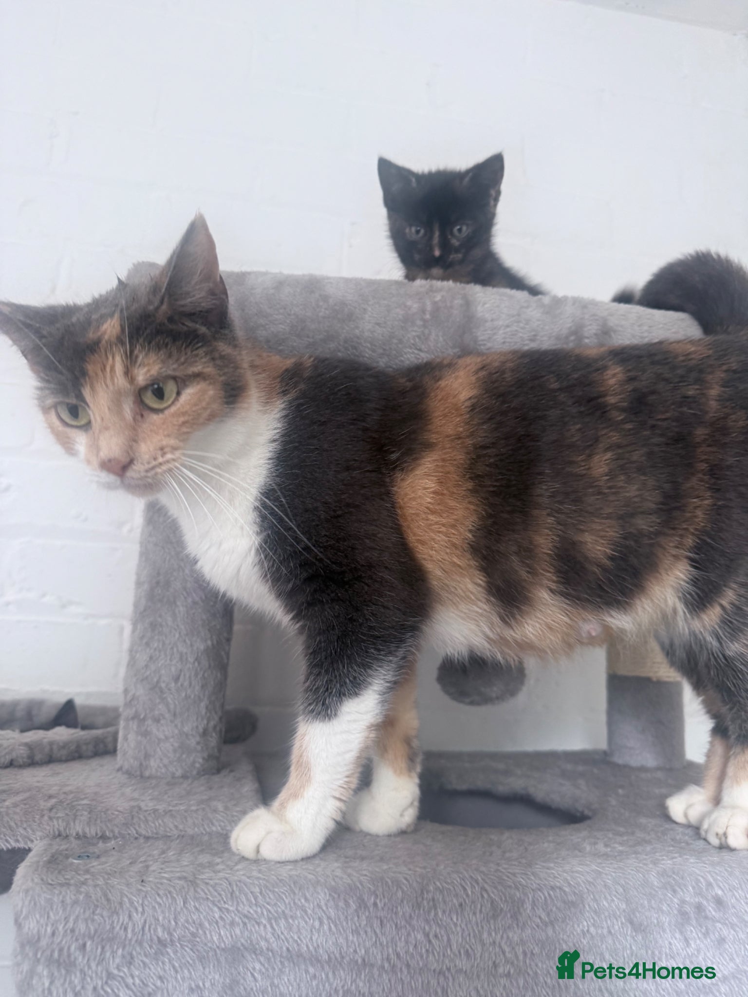 Mixed Breed cats X 4 kittens two blue males and two female tortis - Advert 2