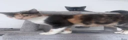 Mixed Breed cats for sale: X 4 kittens two blue males and two female tortis - Advert 1