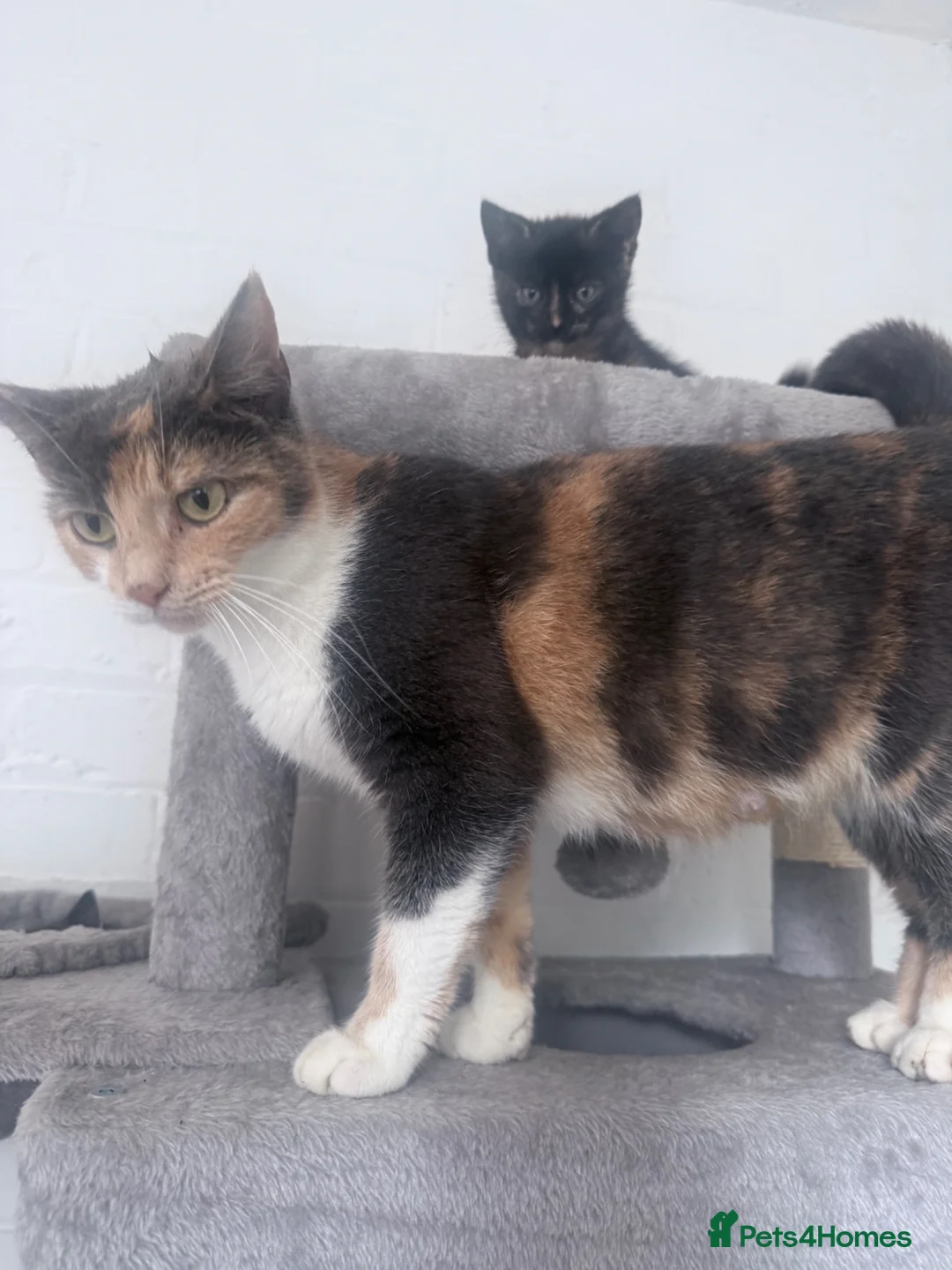 Mixed Breed cats for sale: X 4 kittens two blue males and two female tortis - Advert 1