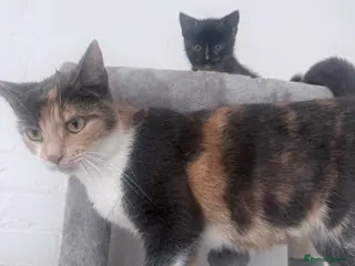 Mixed Breed cats X 4 kittens two blue males and two female tortis - Advert 6