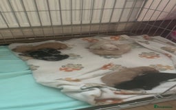 Cockapoo dogs for sale: Last merle girl available  - Image 8