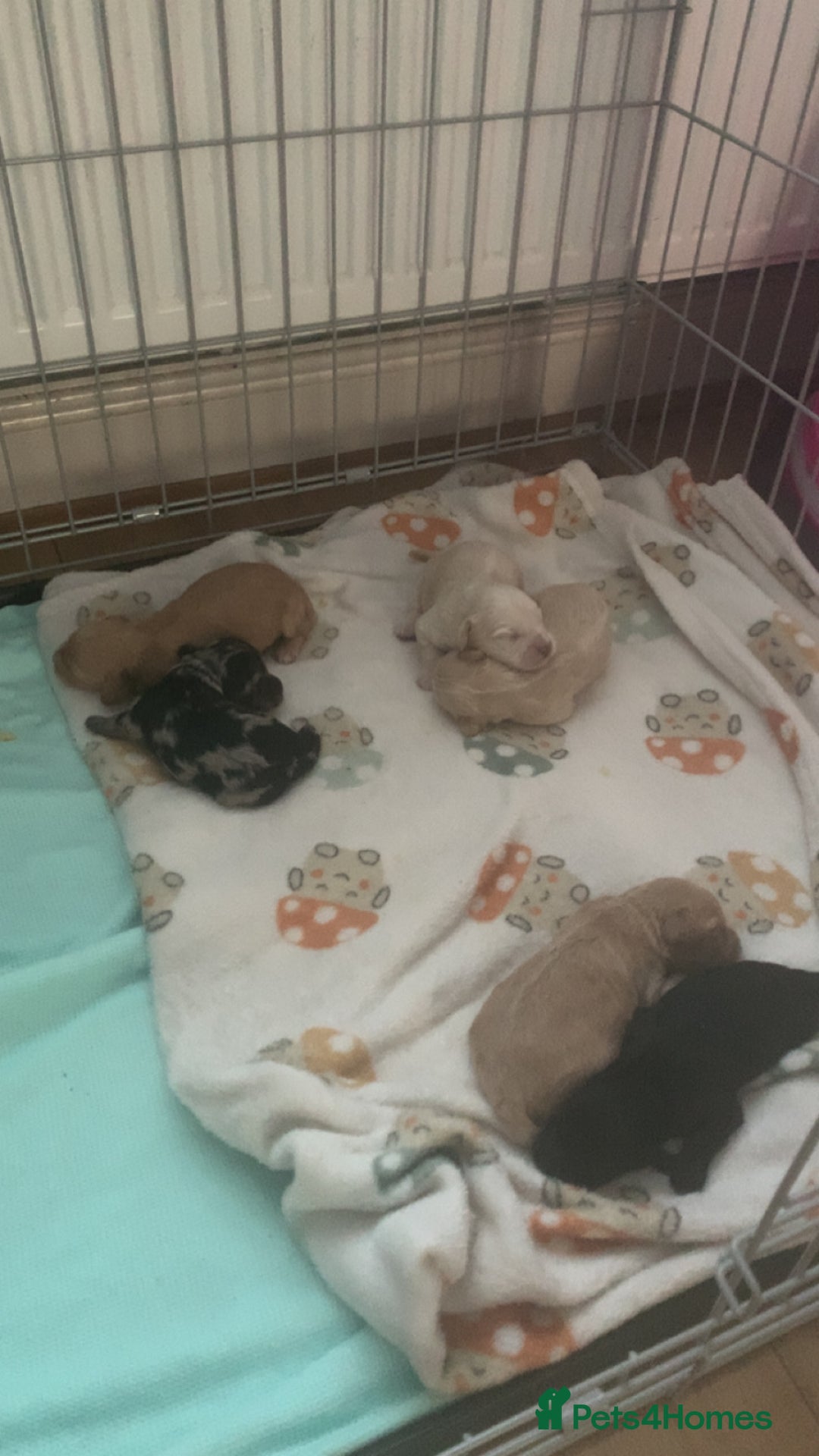 Cockapoo dogs for sale: Last merle girl available  - Image 8