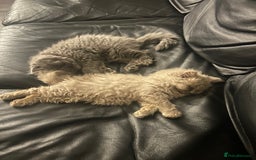 British Longhair cats for sale: British long hair x long hair  - Image 4