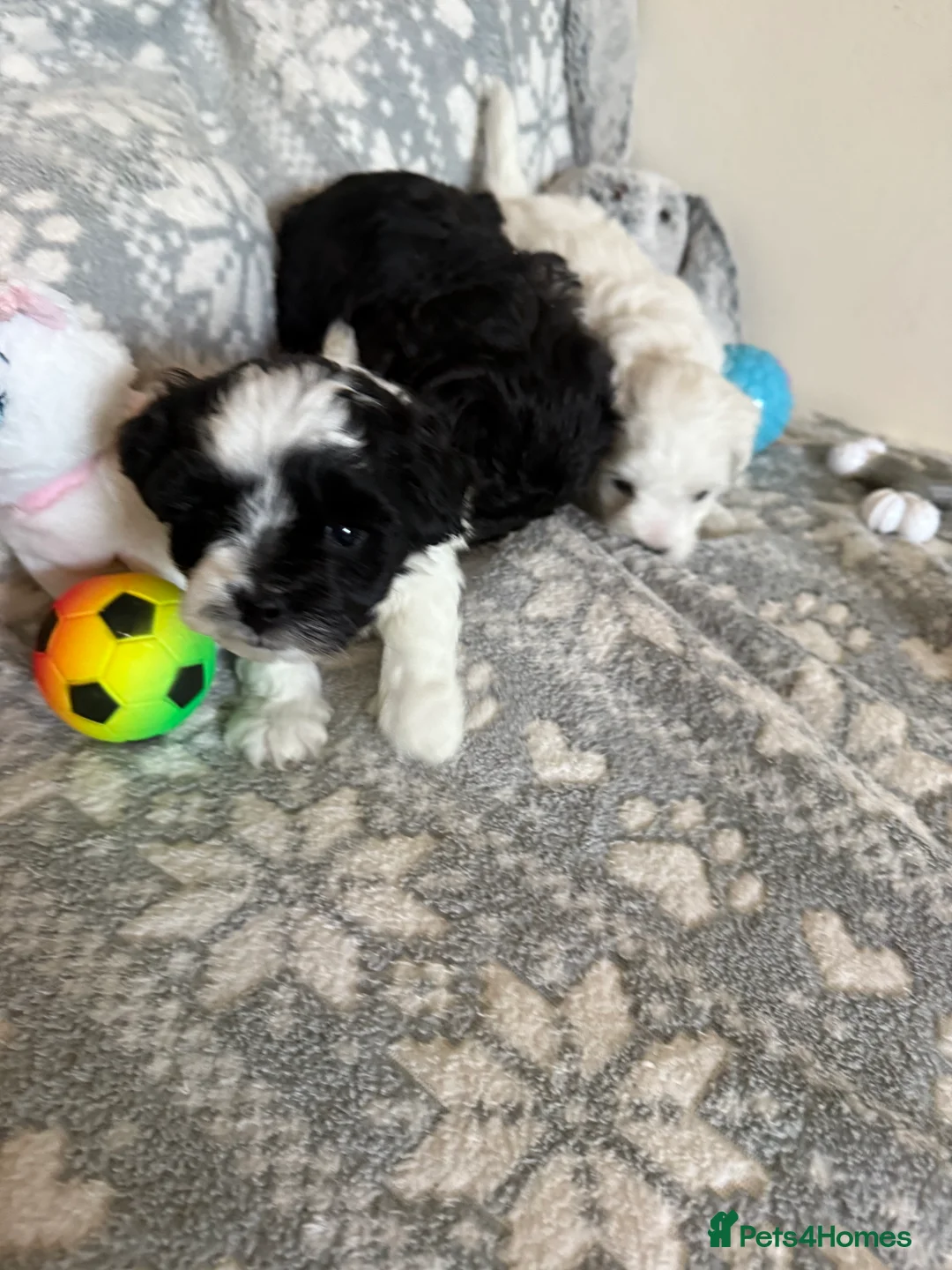 Maltipoo dogs for sale: Exceptional Genuine F1 Maltipoo puppies  - Advert 9