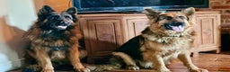 German Shepherd dogs for sale: Puppies - Long hair/Straight back German Shepherd - Advert 18