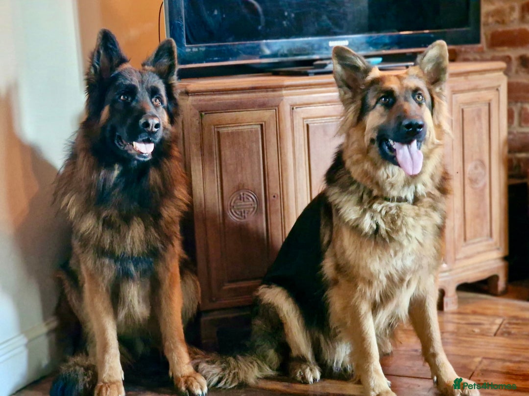 German Shepherd dogs for sale: Puppies - Long hair/Straight back German Shepherd - Advert 18