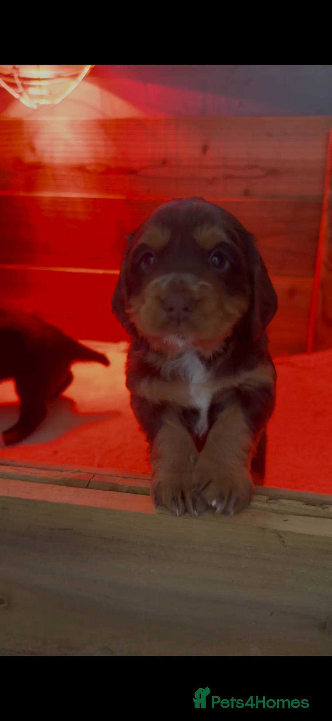 Cocker Spaniel dogs for sale: Working cocker spaniel chocolate and tan bitch  - Advert 2