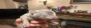 Blue & Tan Female