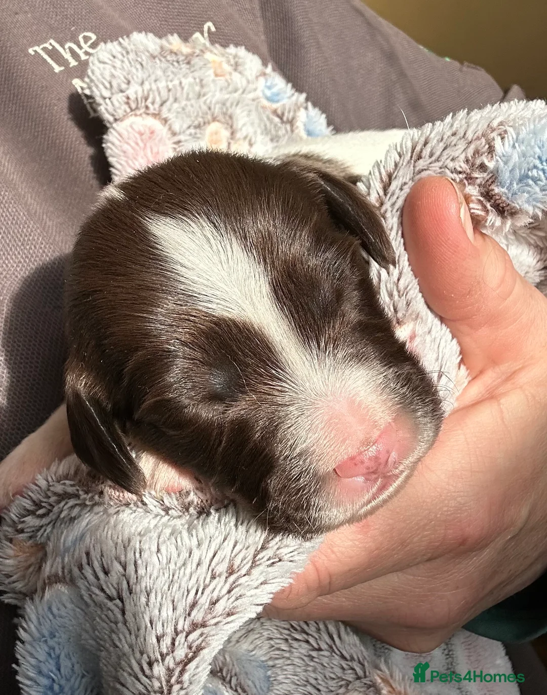 English Springer Spaniel dogs for sale: Stunning KC Reg ESS puppies with FTCH sire. - Advert 5