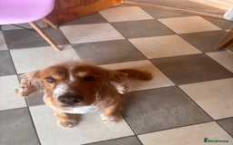 Cockapoo dogs for sale: Adult entire male Cocker Spaniel - Image 2