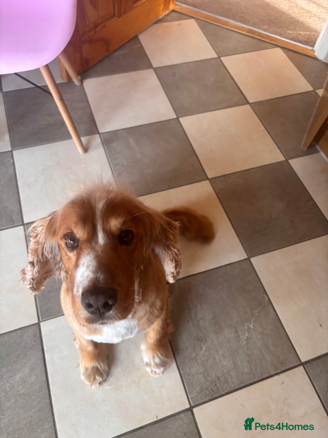 Cockapoo dogs for sale: Adult entire male Cocker Spaniel - Image 2