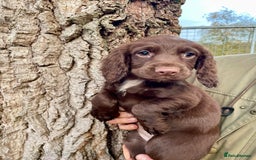 Cocker Spaniel dogs for sale: Ready Now - Wonderful Cocker Spaniels - Advert 7