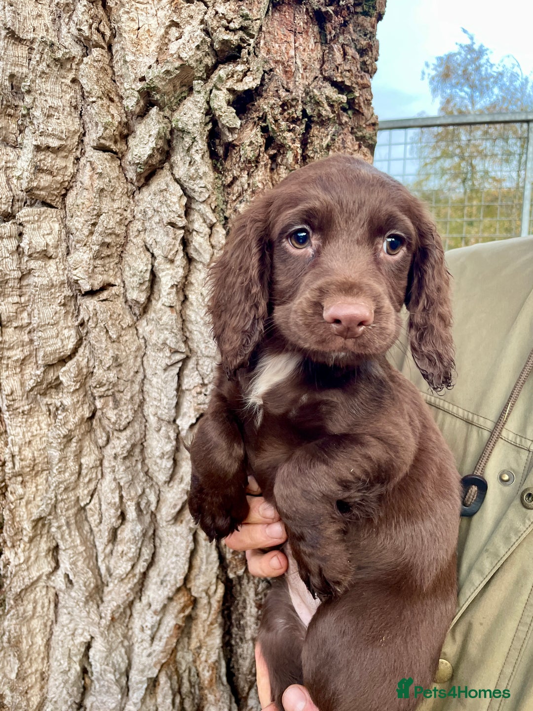 Cocker Spaniel dogs for sale: Ready Now - Wonderful Cocker Spaniels - Advert 7