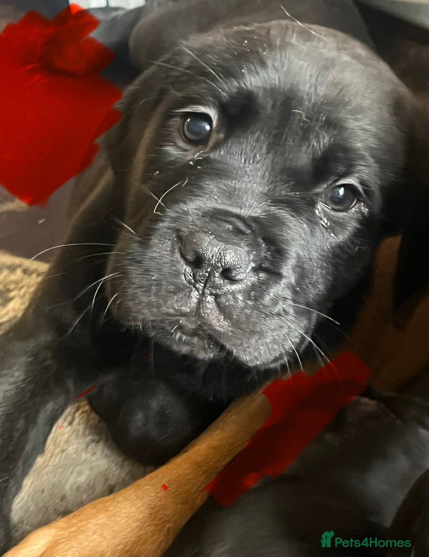 Mixed Breed dogs Litter of 10 Beautiful, Chunky Puppies - Advert 9