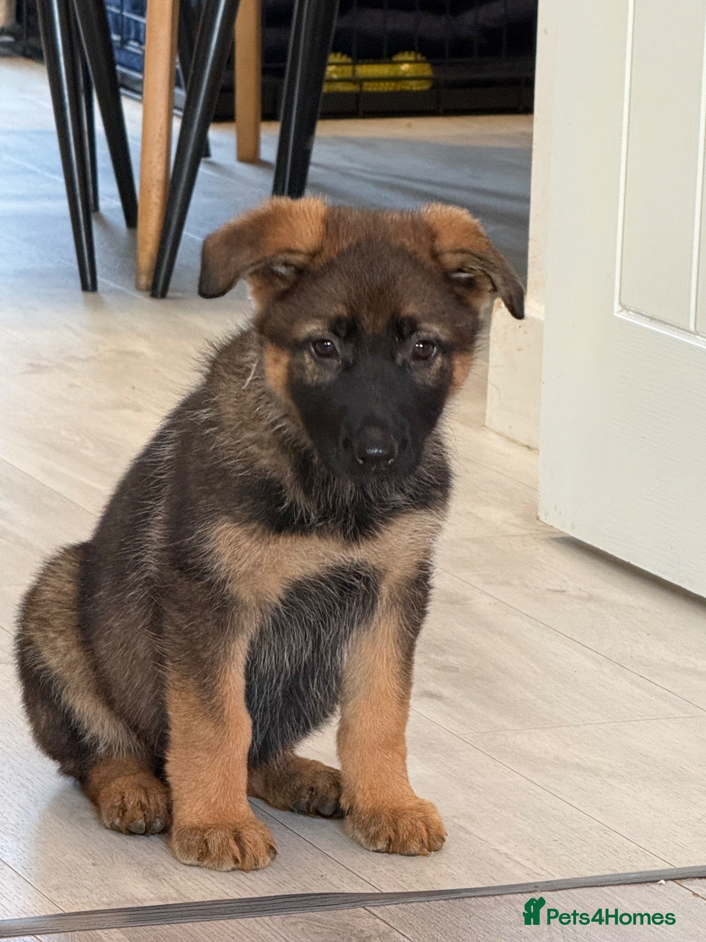 German Shepherd dogs Beautiful German Shepherd Puppies  - Advert 6