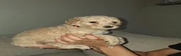 Saint Berdoodle dogs for sale: ❤️ Saint bernadoodle / Standard poodle💙 - Advert 8