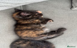 British Longhair cats for sale: 2  black and ginger girls  - Image 1