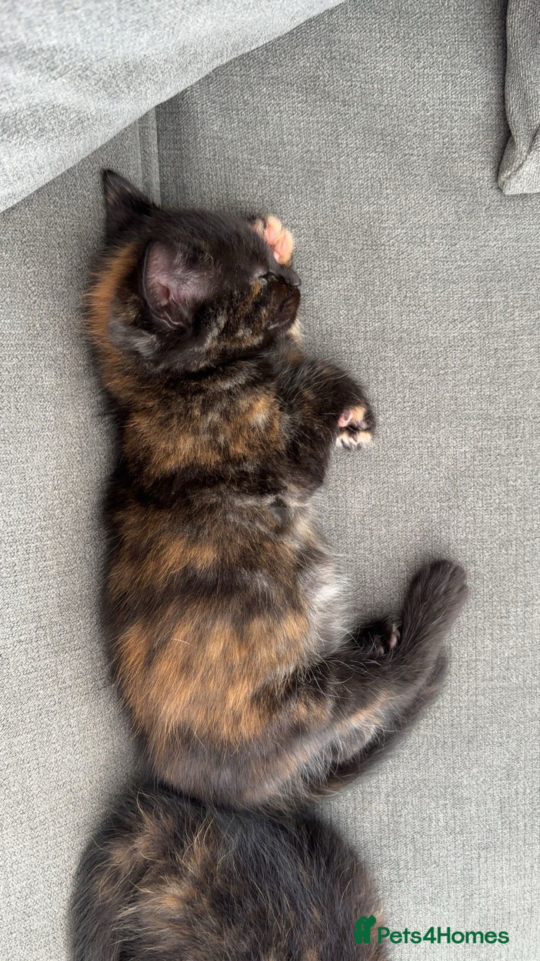 British Longhair cats for sale: 2  black and ginger girls  - Image 1