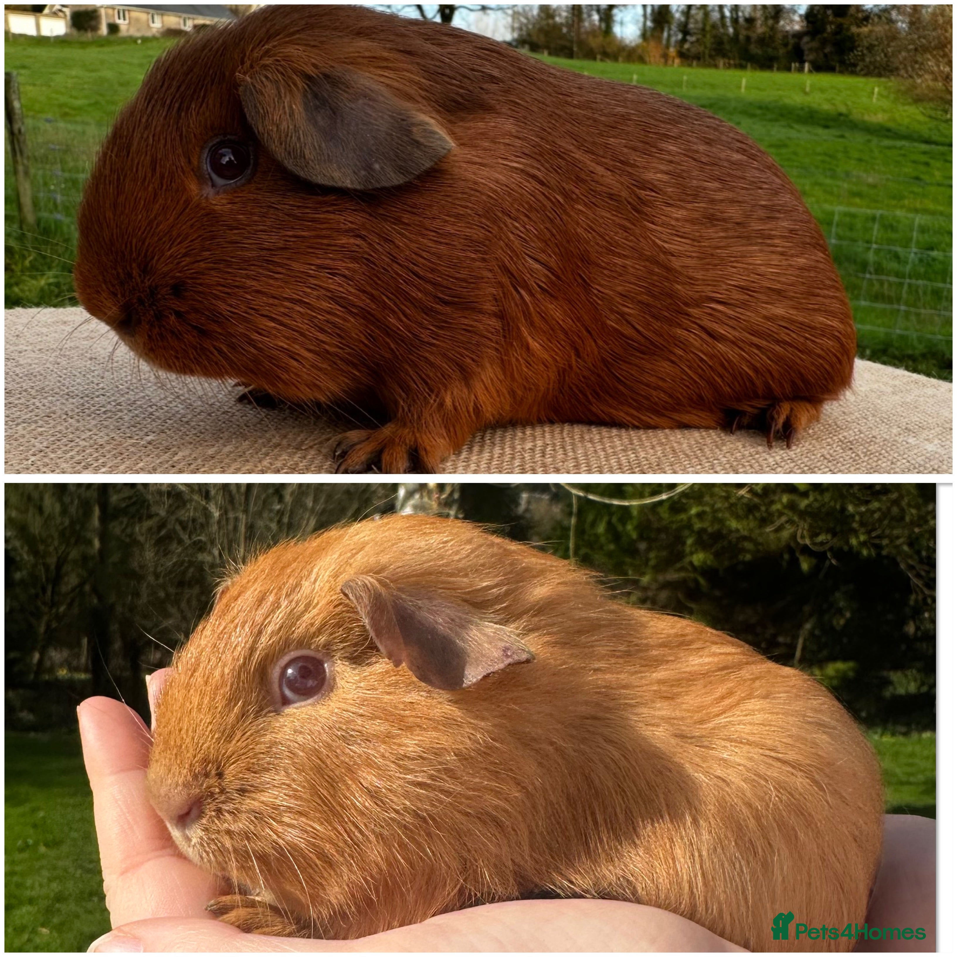 Guinea Pig rodents PEG & Saffron Boars (father & son) - Advert 11