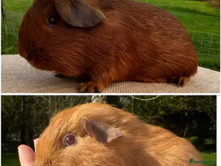 Guinea Pig rodents PEG & Saffron Boars (father & son) - Advert 11