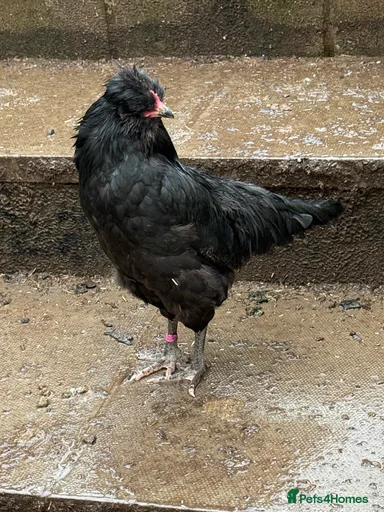 Gallery Image {{count}}