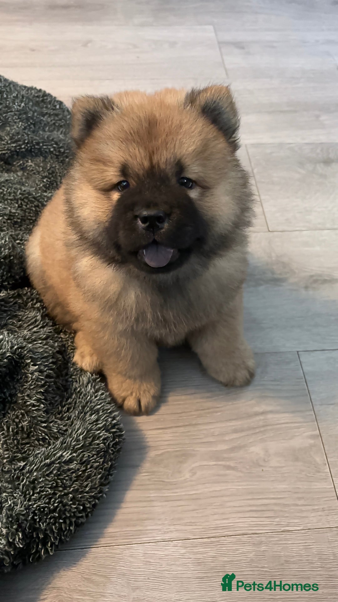 Chow Chow dogs for sale: 🤍  1 STUNNING GIRL LEFT 🐾 READY TO LEAVE 🐾 - Image 29
